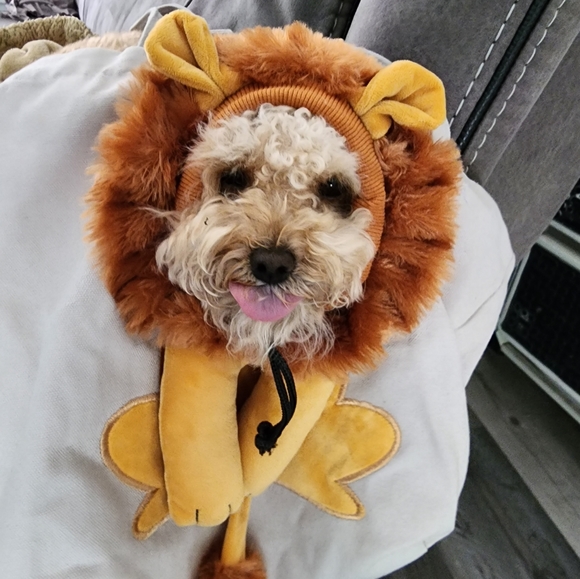 Lion-shaped Pet canvas shoulder bag small - Picture 1 of 3